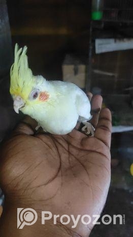 লুটিনো কোকাটেল টেম সাইজ বেবি