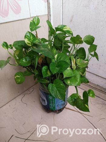 পানিতে রাখা কিছু গাছ