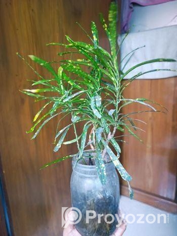 পানিতে রাখা কিছু গাছ