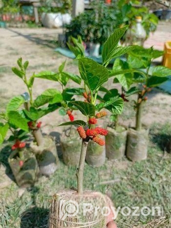 মালবেরি গাছের চারা