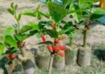 মালবেরি গাছের চারা