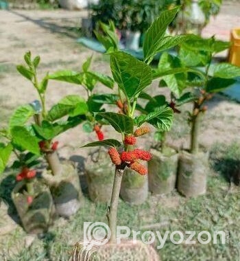 মালবেরি গাছের চারা
