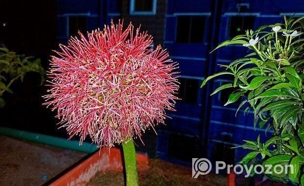ব্লাড লিলি / মে ফ্লাওয়ার ফুটবল ফর সেল