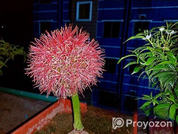 ব্লাড লিলি / মে ফ্লাওয়ার ফুটবল ফর সেল