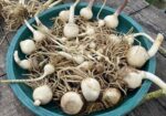 ব্লাড লিলি / মে ফ্লাওয়ার ফুটবল ফর সেল