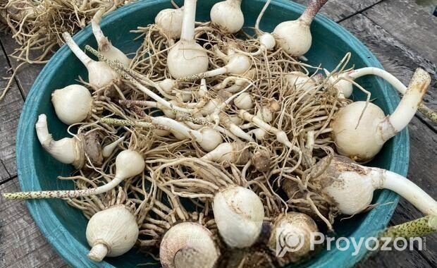 ব্লাড লিলি / মে ফ্লাওয়ার ফুটবল ফর সেল