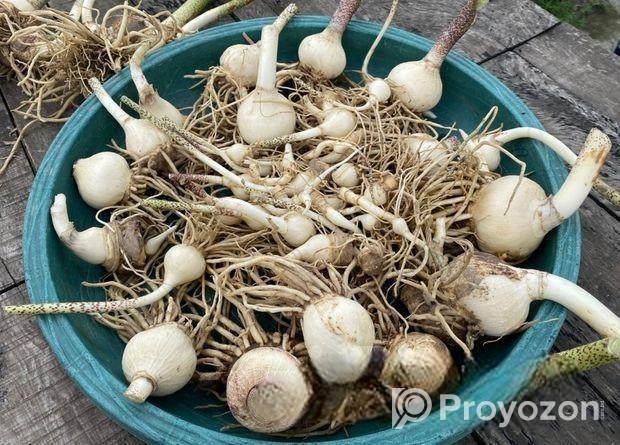 ব্লাড লিলি / মে ফ্লাওয়ার ফুটবল ফর সেল