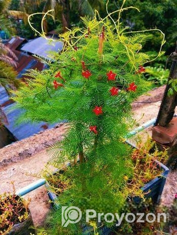 কুঞ্জলতা গাছের চারা