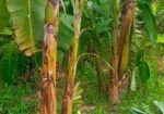 দেশি সবরি কলা গাছ ও সাগর