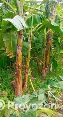 দেশি সবরি কলা গাছ ও সাগর