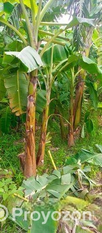 দেশি সবরি কলা গাছ ও সাগর