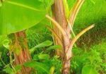 দেশি সবরি কলা গাছ ও সাগর