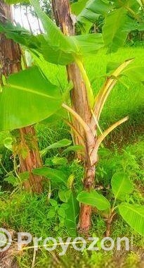 দেশি সবরি কলা গাছ ও সাগর