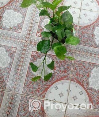 নয়নতারা ফুল ও মানিপ্লান্ট