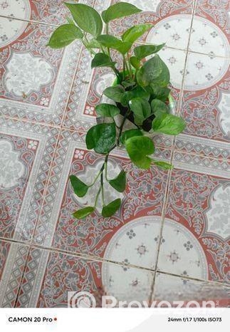 নয়নতারা ফুল ও মানিপ্লান্ট