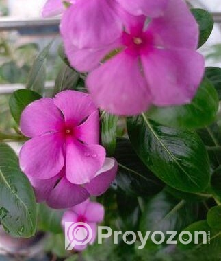 নয়নতারা ফুল ও মানিপ্লান্ট