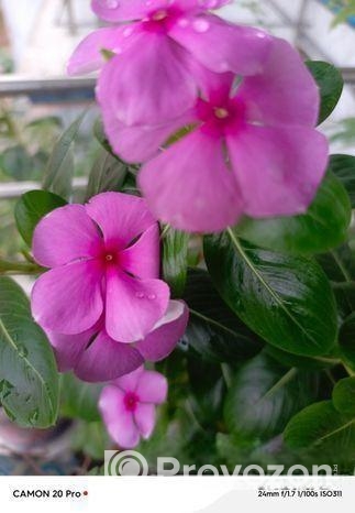 নয়নতারা ফুল ও মানিপ্লান্ট