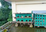 কবুতর (অনেক ভালো জাত)