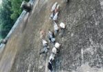 কবুতর (অনেক ভালো জাত)