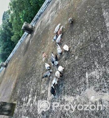 কবুতর (অনেক ভালো জাত)