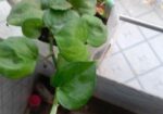 নয়নতারা ফুল ও মানিপ্লান্ট