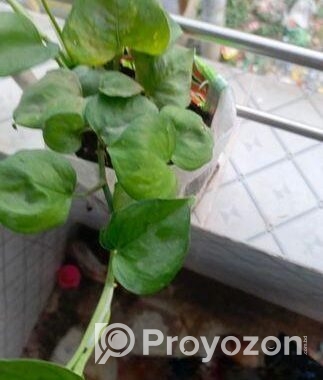 নয়নতারা ফুল ও মানিপ্লান্ট