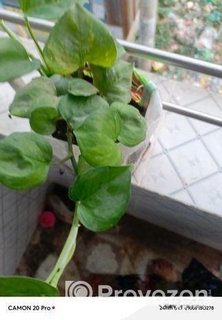 নয়নতারা ফুল ও মানিপ্লান্ট