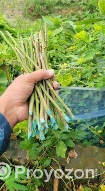 মালবেরি কাটিং ও চারা