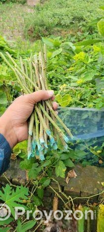 মালবেরি কাটিং ও চারা