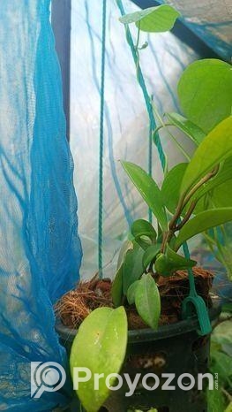 হয়া অর্কিড