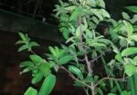১২ মাসি থাই মাধবী পেয়ারা