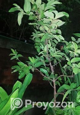 ১২ মাসি থাই মাধবী পেয়ারা