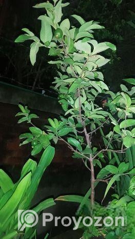 ১২ মাসি থাই মাধবী পেয়ারা