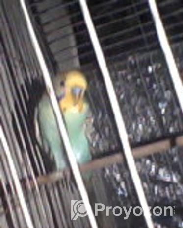 বাজিগর পাখি