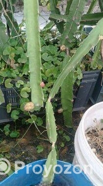 স্বল্প মূল্যে ড্রাগনের গাছ বিক্রি করা হবে