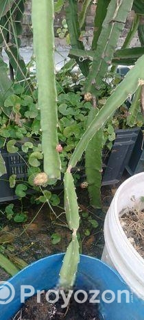 স্বল্প মূল্যে ড্রাগনের গাছ বিক্রি করা হবে