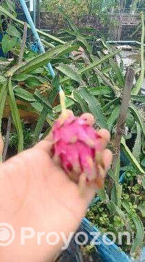 স্বল্প মূল্যে ড্রাগনের গাছ বিক্রি করা হবে