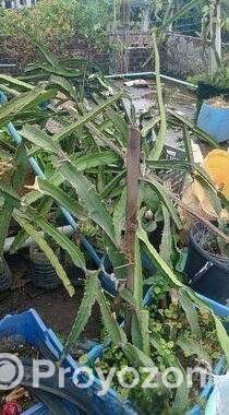 স্বল্প মূল্যে ড্রাগনের গাছ বিক্রি করা হবে