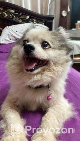 Pomeranian Dog
