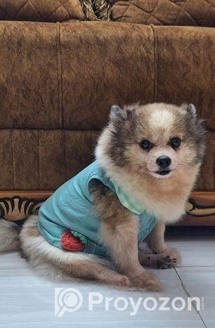 Pomeranian Dog