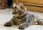 Parisian Sami – Patch Face Kitten