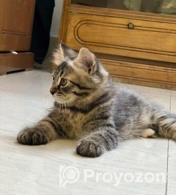 Parisian Sami – Patch Face Kitten