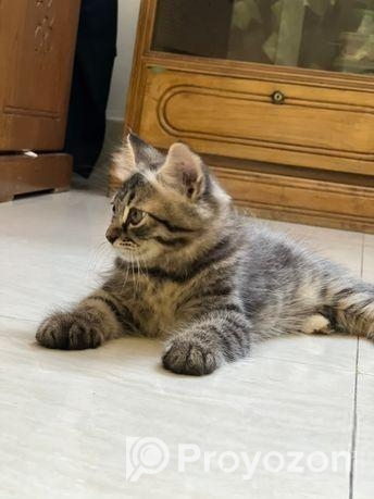 Parisian Sami – Patch Face Kitten