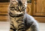Parisian Sami – Patch Face Kitten
