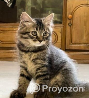 Parisian Sami – Patch Face Kitten