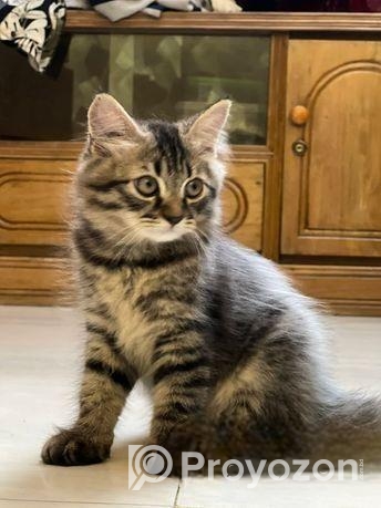 Parisian Sami – Patch Face Kitten