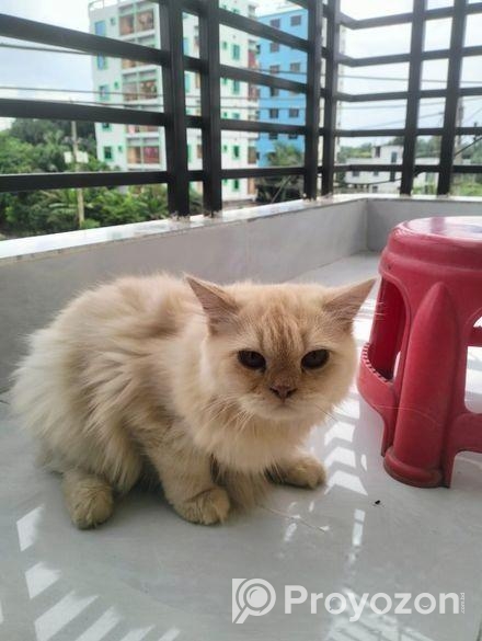 Persian Cat