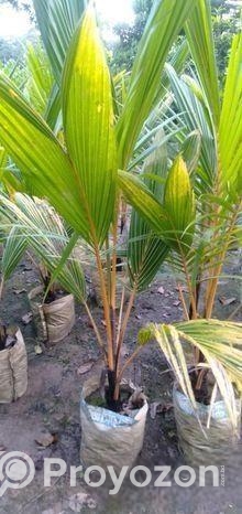 কেরালা নারিকেল চারা