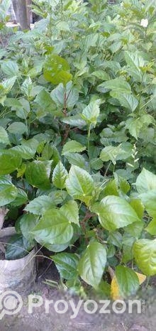 বিদেশি জবা ফুল গাছ