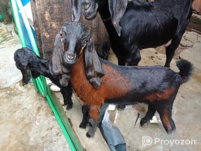 Cross Horiyana Patha